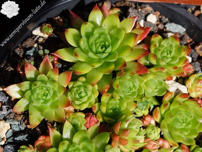 globiferum ssp. hirtum from Muntii Ciucului