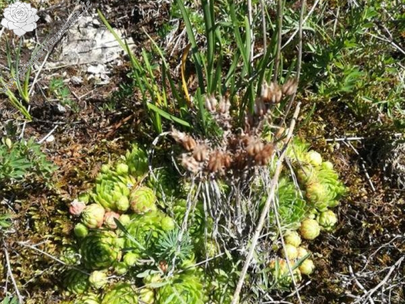 globiferum ssp. hirtum from Pöls