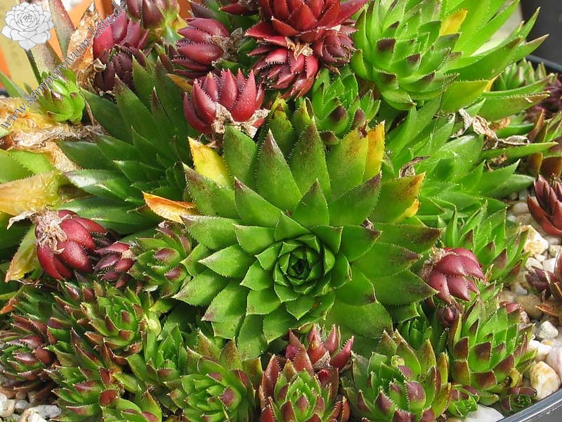 globiferum ssp. hirtum (tatrensis) from Jastrabska Skala