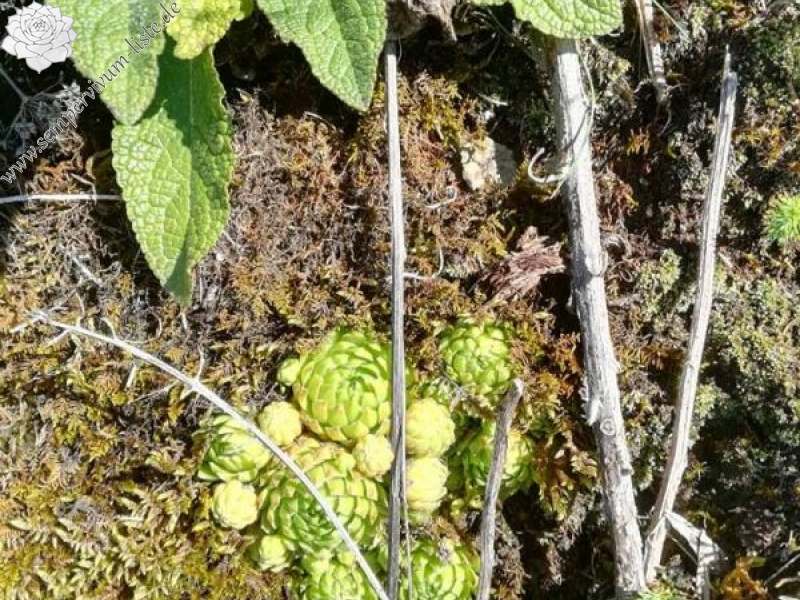 globiferum ssp. hirtum from Pöls
