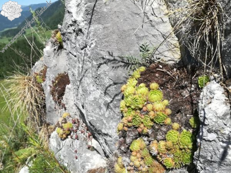 globiferum ssp. hirtum from Pöls
