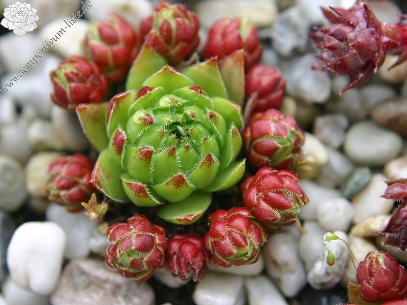 globiferum ssp. hirtum from Mecsek Mts
