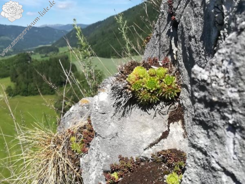 globiferum ssp. hirtum from Pöls
