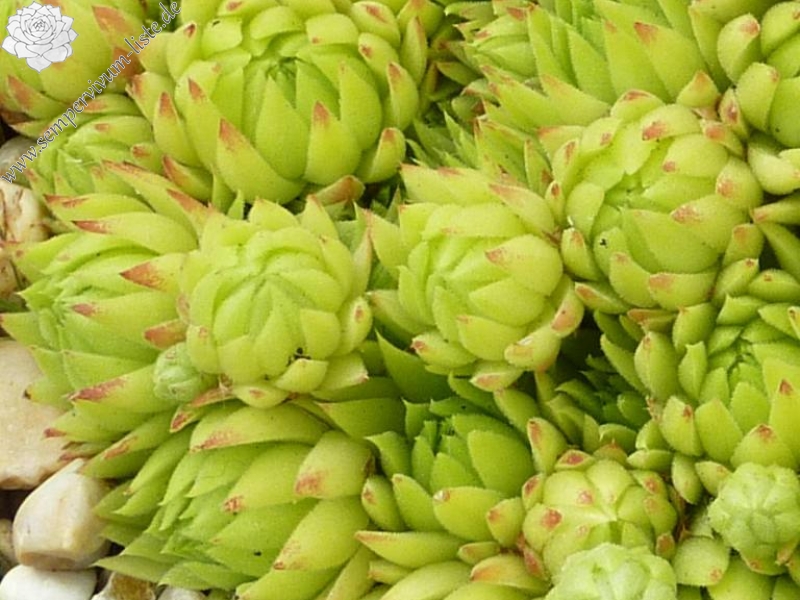 globiferum ssp. allionii from Aisone