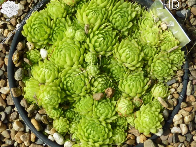 globiferum ssp. allionii from Camp des Fourches