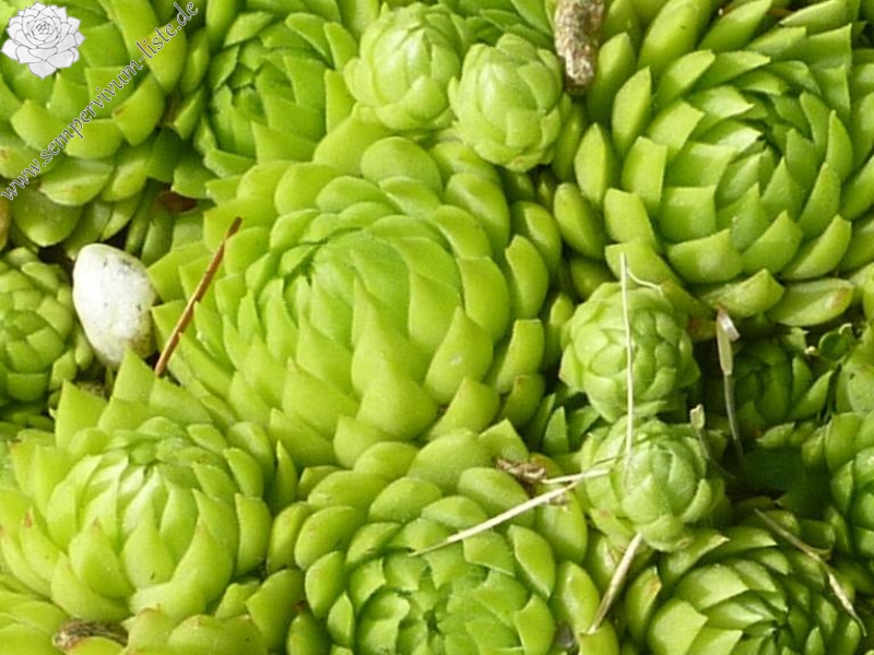 globiferum ssp. allionii from Camp des Fourches