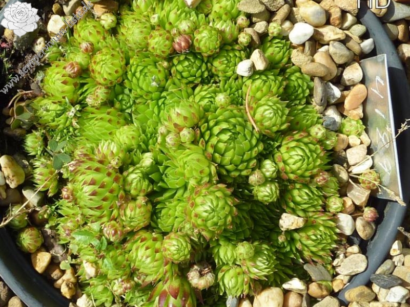 globiferum ssp. allionii from Campiglia, 1165m