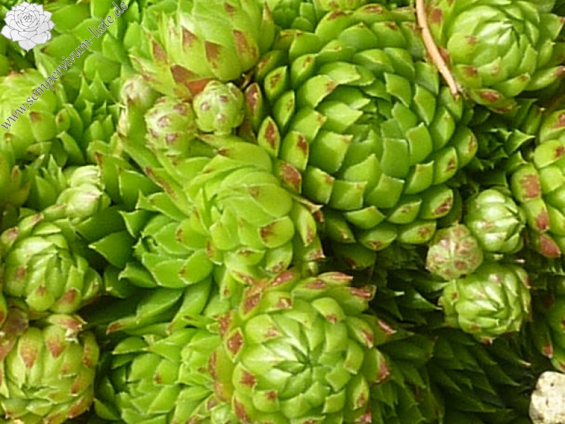 globiferum ssp. allionii from Campiglia, 1165m