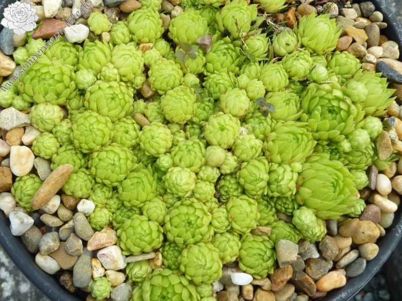 globiferum ssp. allionii from Campiglia, 1500m