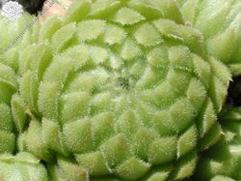 globiferum ssp. allionii from Canavese