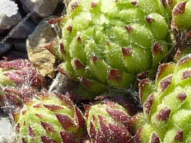 globiferum ssp. allionii from Canavese