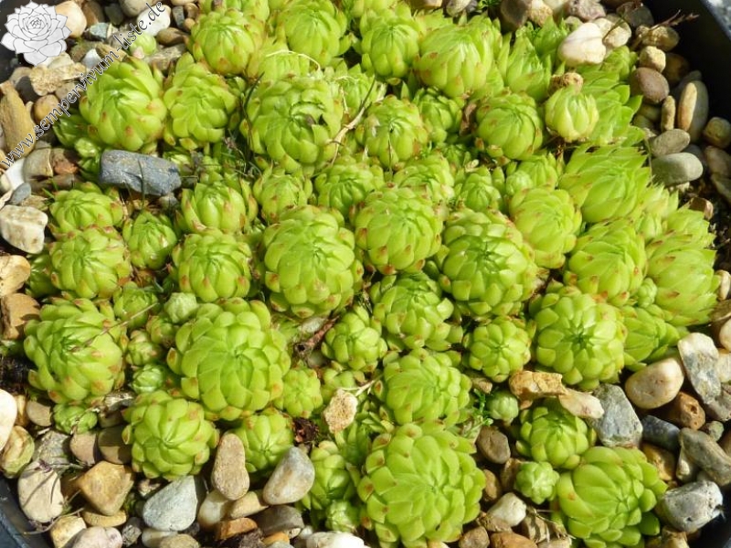 globiferum ssp. allionii from Canavese