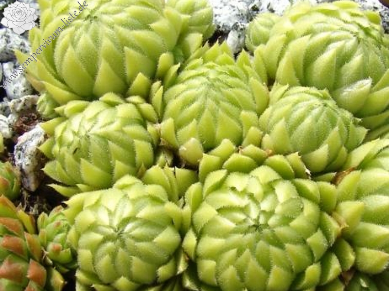 globiferum ssp. allionii from Canavese