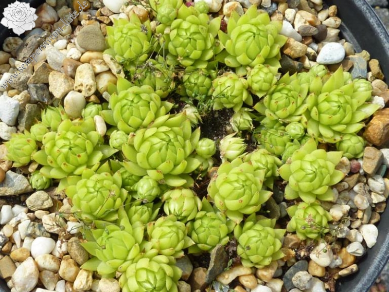 globiferum ssp. allionii from Casterino