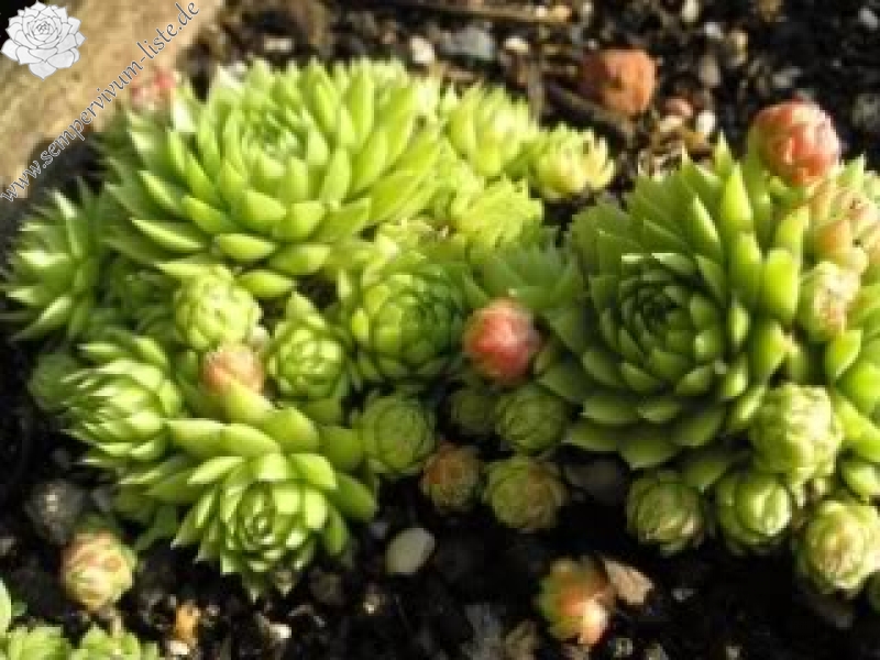 globiferum ssp. allionii from Casterino