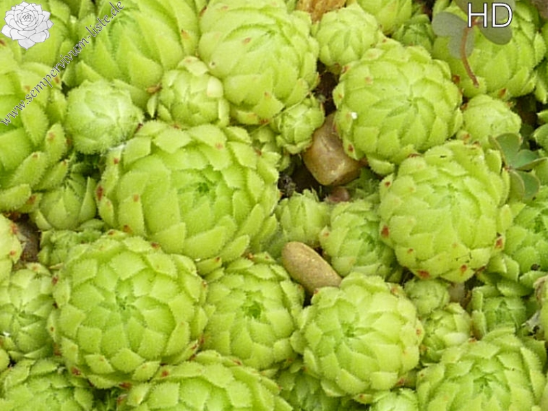 globiferum ssp. allionii from Campiglia, 1500m