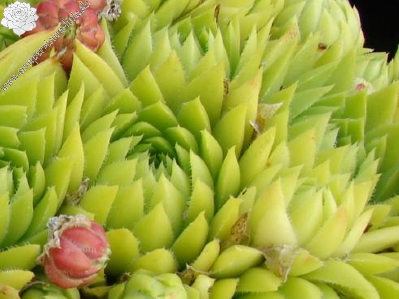 globiferum ssp. allionii from Col de la Cayolle