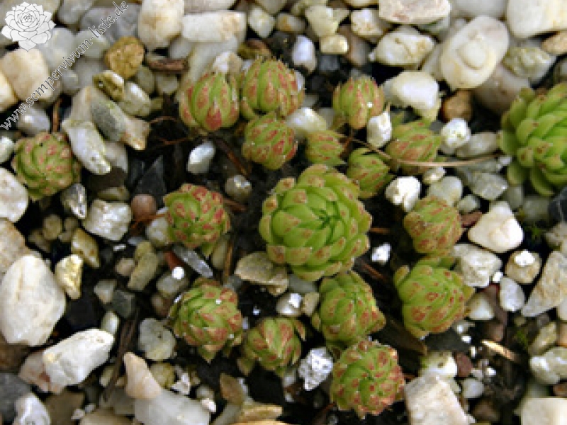 globiferum ssp. allionii from Col de Turini
