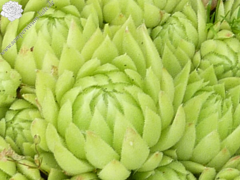 globiferum ssp. allionii from Col de Turini