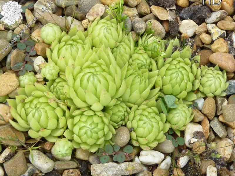 globiferum ssp. allionii from Col de Turini
