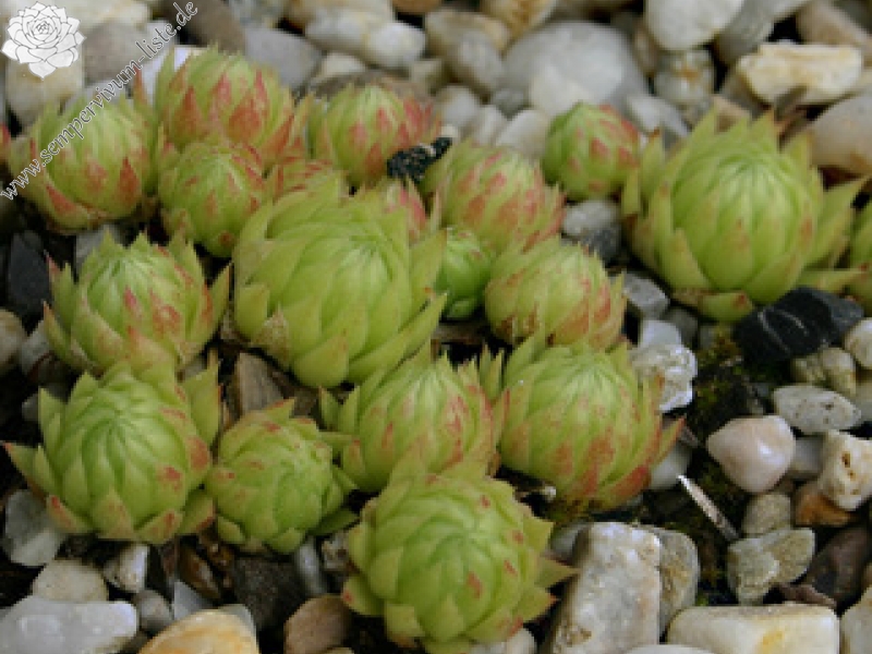 globiferum ssp. allionii from Col de Turini