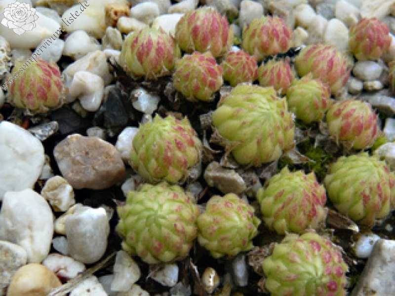 globiferum ssp. allionii from Col de Turini