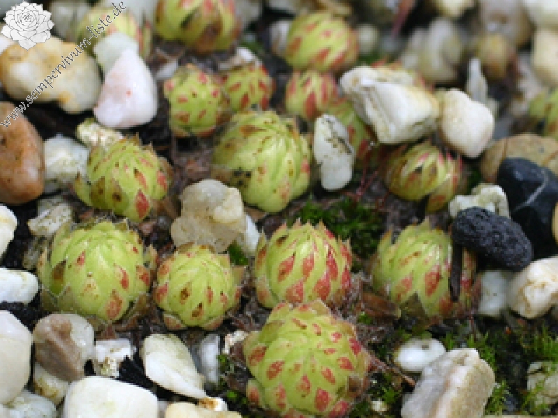 globiferum ssp. allionii from Col de Turini