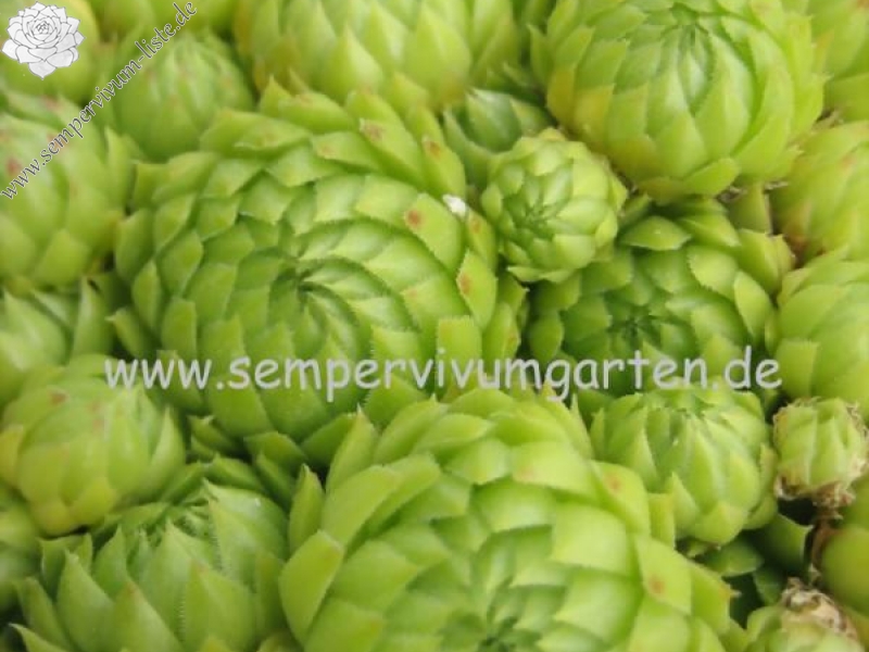 globiferum ssp. allionii from Col de Turini