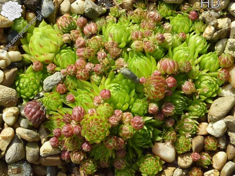 globiferum ssp. allionii from Engadin