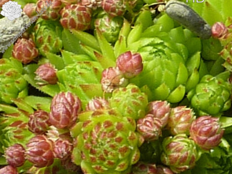 globiferum ssp. allionii from Engadin