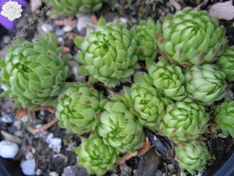 globiferum ssp. allionii from France