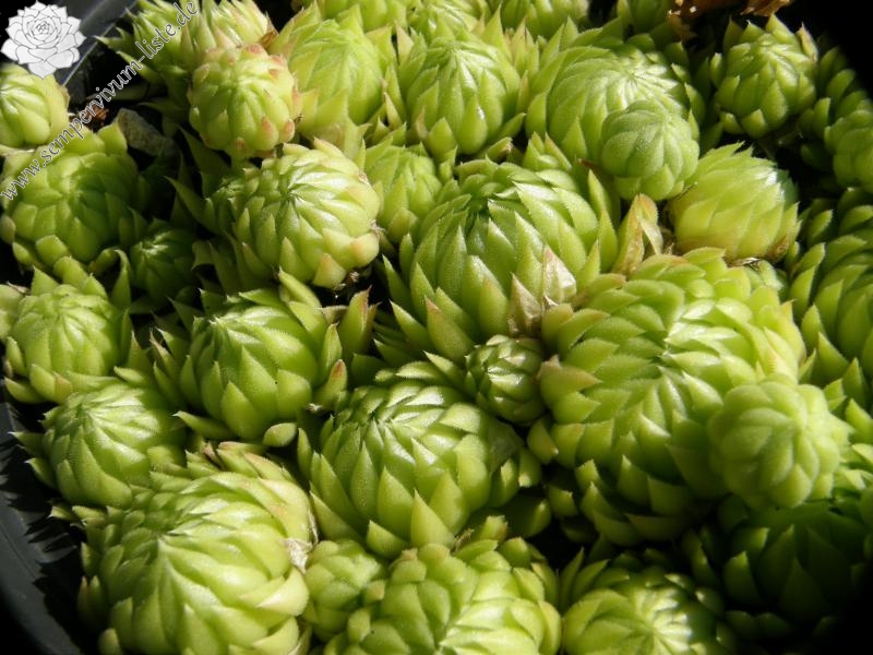 globiferum ssp. allionii from France