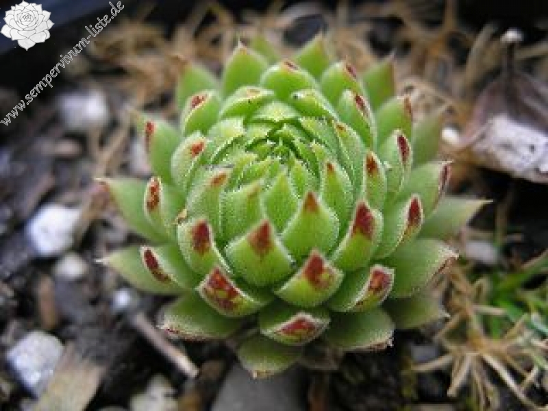 globiferum ssp. allionii from France