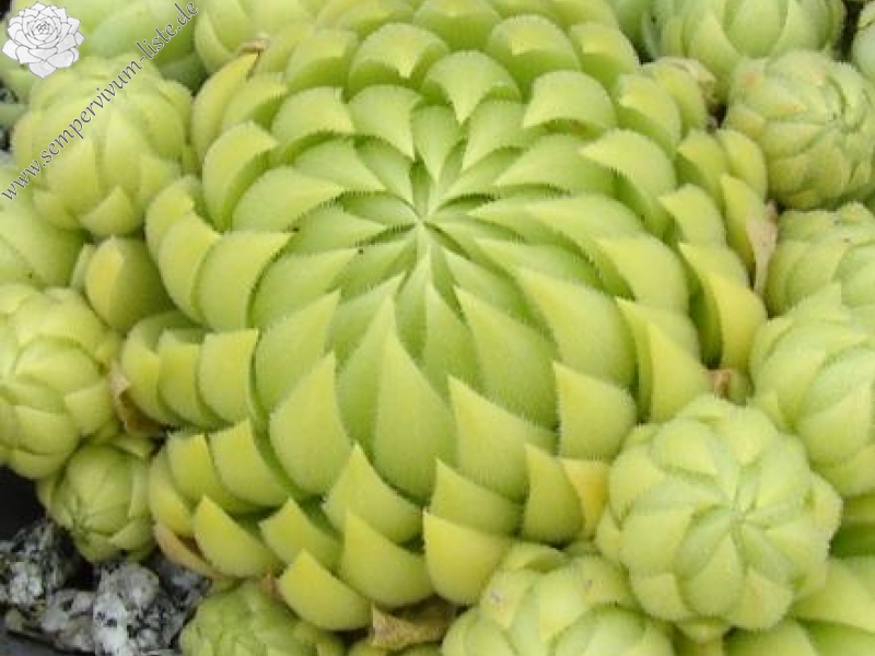 globiferum ssp. allionii from Mercantour