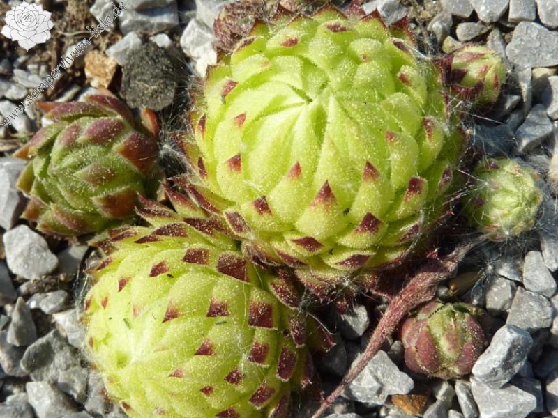 globiferum ssp. allionii from Piamprato