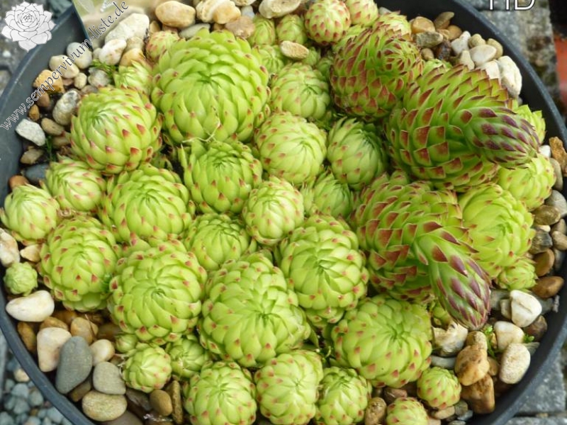 globiferum ssp. allionii from Piamprato