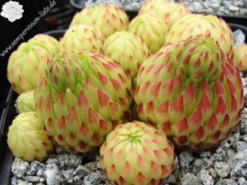 globiferum ssp. allionii from Piamprato