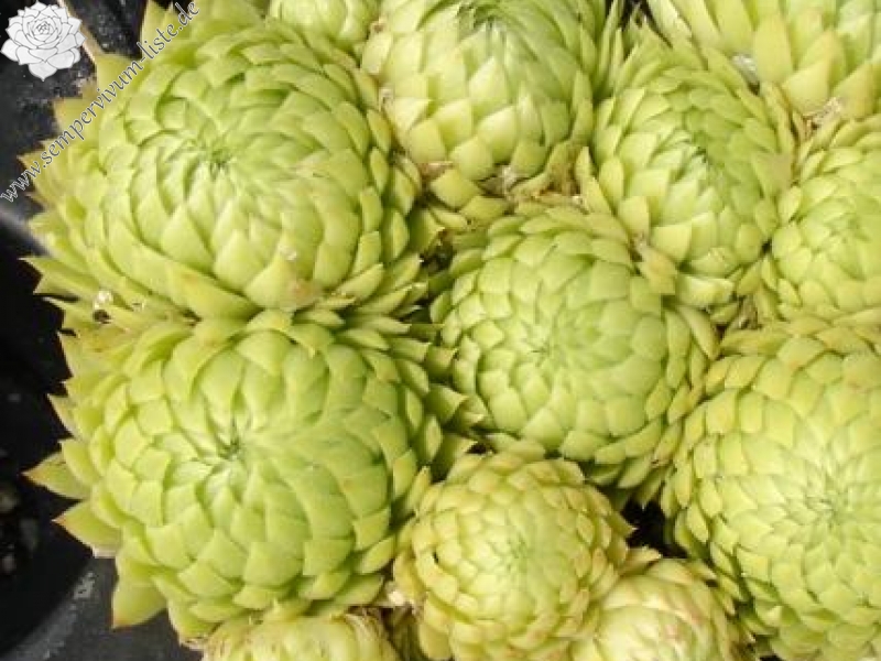 globiferum ssp. allionii from Piamprato