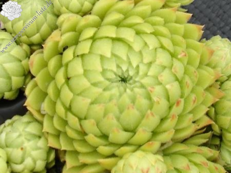 globiferum ssp. allionii from Piamprato