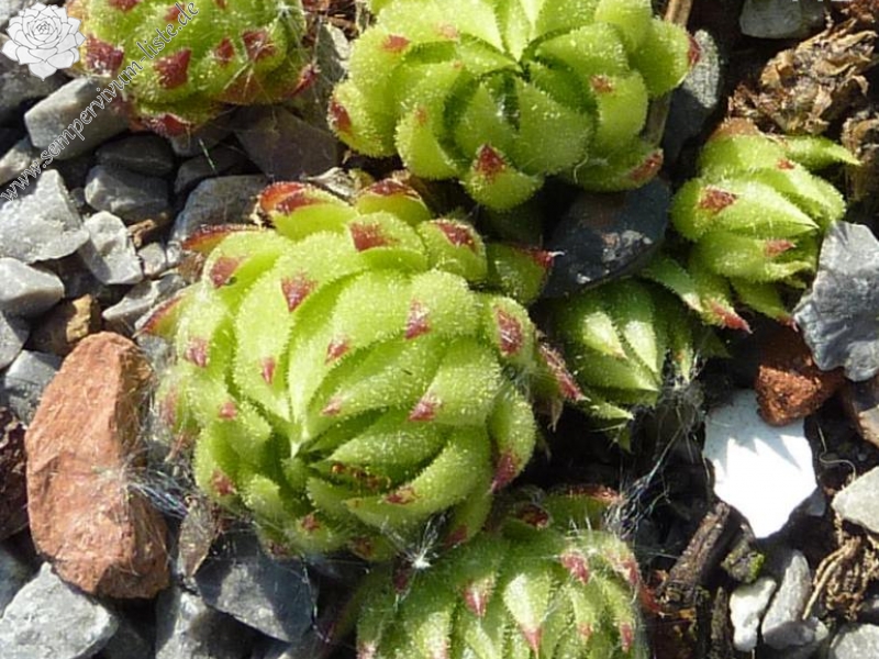 globiferum ssp. allionii from Pierlas
