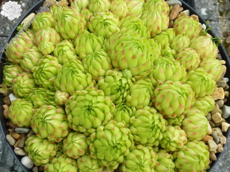 globiferum ssp. allionii from Pierlas