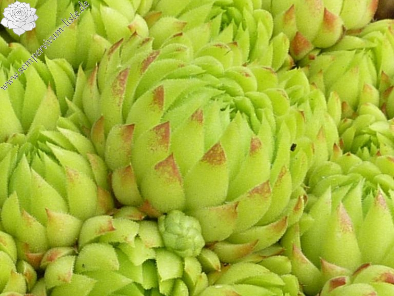 globiferum ssp. allionii from Pierlas