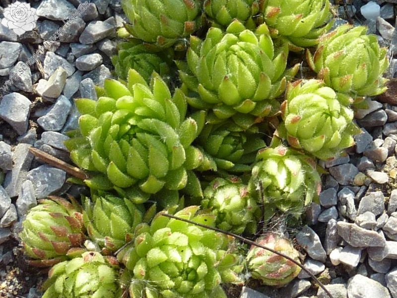 globiferum ssp. allionii from Preit