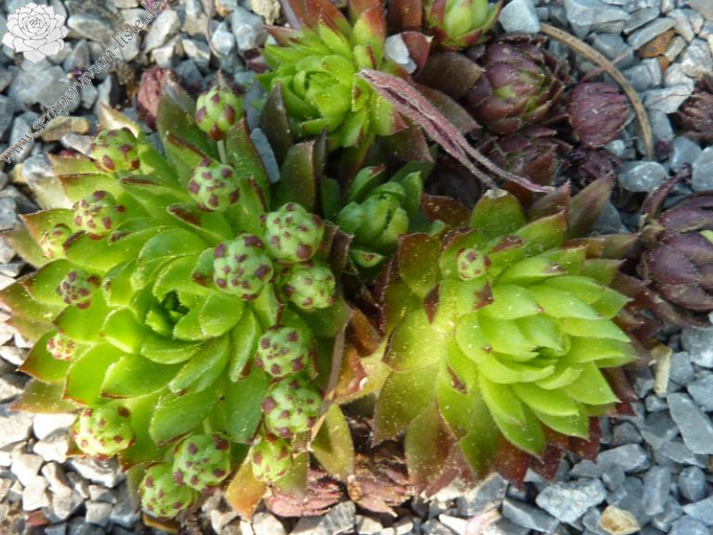 globiferum ssp. allionii from Tinée