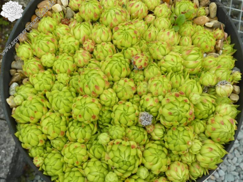 globiferum ssp. allionii from Val du Haut Boréon