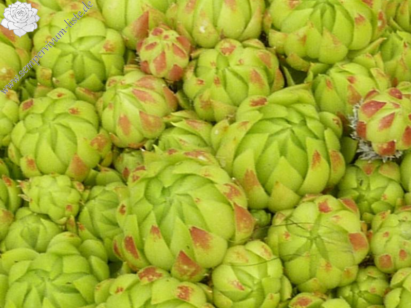 globiferum ssp. allionii from Val du Haut Boréon