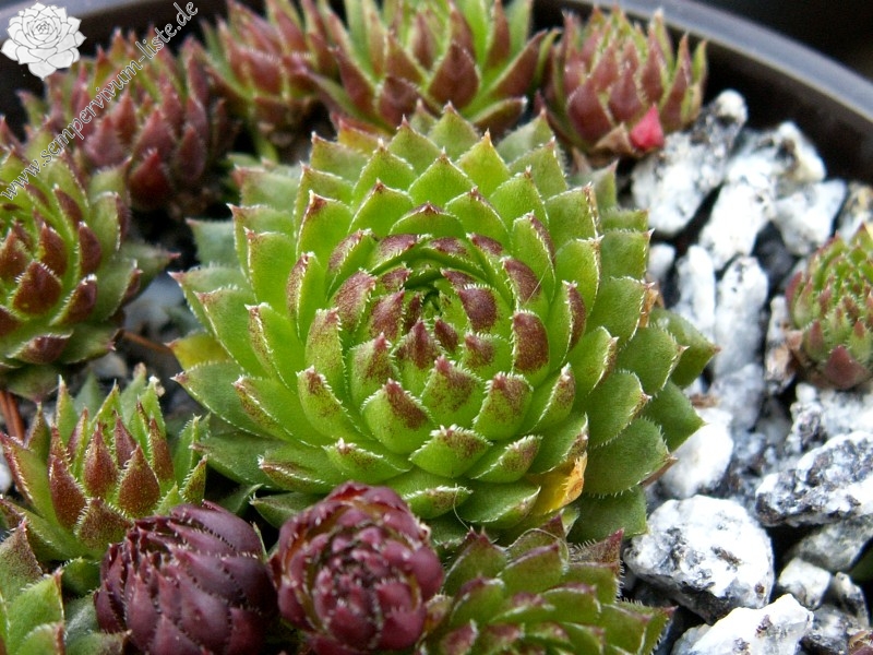 globiferum ssp. arenarium from Croce Carnico