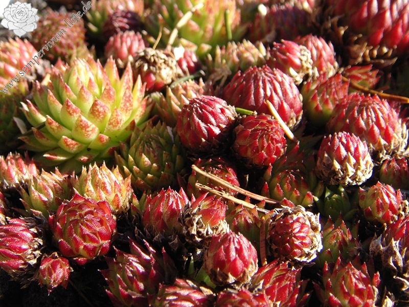 globiferum ssp. arenarium from Croce Carnico