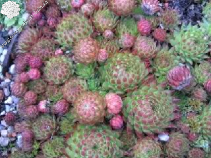 globiferum ssp. arenarium from Croce Carnico