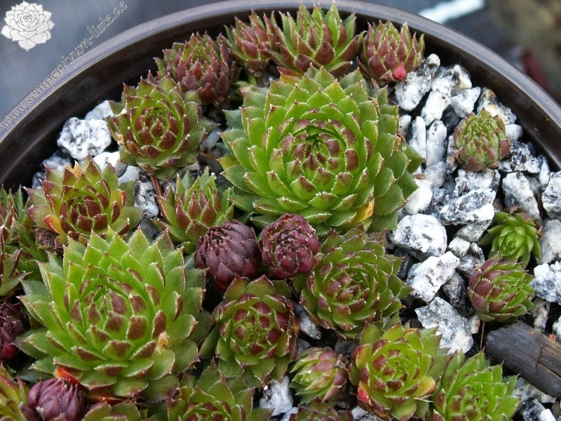 globiferum ssp. arenarium from Croce Carnico